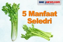 5 Manfaat Seledri Untuk...