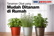 6 Tanaman Obat yang...