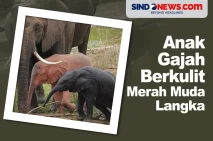 Sangat Langka, Anak...