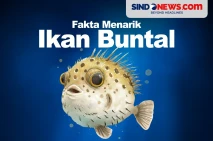 Fakta Menarik Ikan Buntal,...