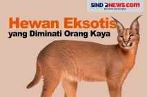 Kucing Caracal, Hewan...