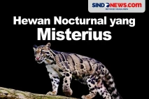 Tak Kalah dari Harimau...