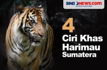 4 Ciri Khas Harimau...