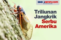 Ngeri, Triliunan Jangkrik...