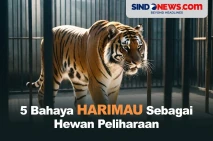 5 Bahaya Harimau Dijadikan...