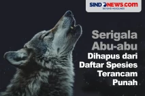 Serigala Abu-abu Akan...