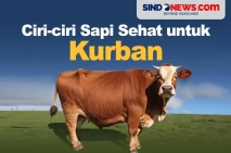 Memilih Sapi yang Bagus...