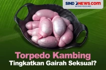 Benarkah Torpedo Kambing...