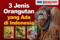 3 Jenis Orangutan yang...