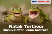 Ini Keunikan Katak Tertawa...