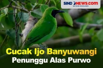 Cucak Ijo Banyuwangi...