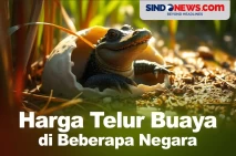 Harga Telur Buaya di...