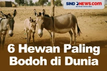 Salah Satunya Keledai,...