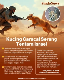 Kucing Caracal Serang...