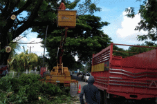 DLH Gowa Pangkas Dahan...