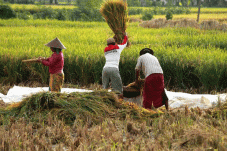 Produksi Pertanian Meningkat,...