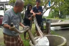 Mangsa Ayam Warga, Ular...