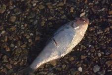 Hujan Ikan Terjadi di...