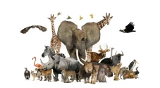 WWF Sebut Ada 142.500...