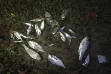 Fenomena Langka, Hujan...