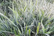Fenomena Alam Embun...
