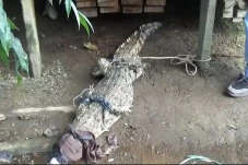 Kemunculnya Meresahkan,...