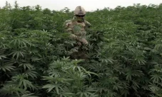 Ganja Taliban Tarik...
