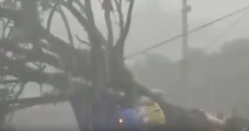 Pohon Tumbang Timpa...