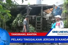 Maling 8 Ekor Domba...
