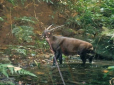 Buru Unicorn! Ilmuwan...