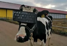 Peternak Turki Kibuli...