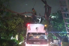 11 Pohon Tumbang, 1...