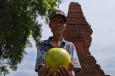 Kisah Buah Maja Lambang...