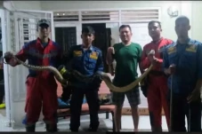 Ular Sanca Sepanjang...