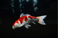 Jejeran Ikan Hias Termahal...