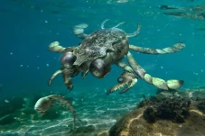 Kepiting Prasejarah...