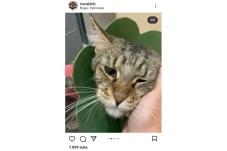 Kasus Kucing Maine Coon...