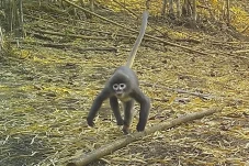 Monyet Hantu Ditemukan...