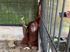 Orangutan Sumatera yang...