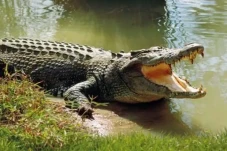 Buaya 3,5 Meter di Sungai...