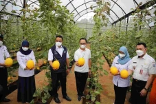 Anies Panen Melon di...