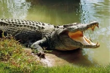 Buaya Besar Muncul di...
