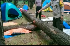 Pohon Tumbang Timpa...