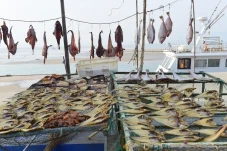 Jenis Ikan Ini Bisa...