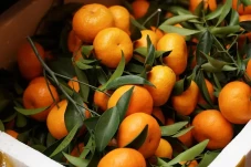 Alasan Jeruk Mandarin...