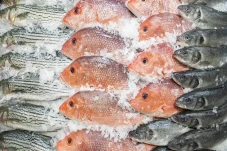 6 Ikan yang Mengandung...