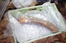 Tulang Hewan Purba dari...