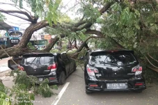 Pohon Besar Tumbang,...