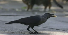 Swedia Latih Burung...