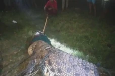 Penampakan Buaya Berkalung...